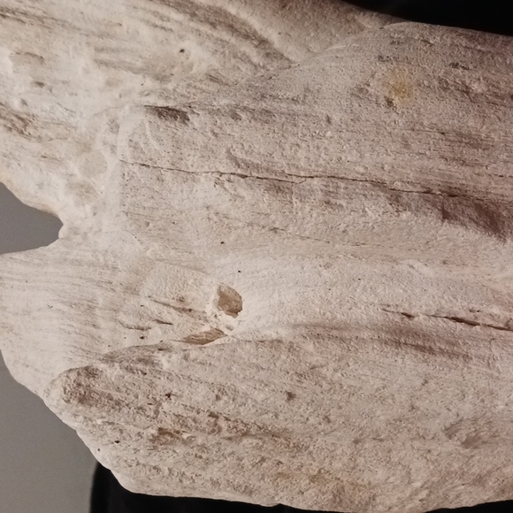 Petrified wood - Picture 10 of 16